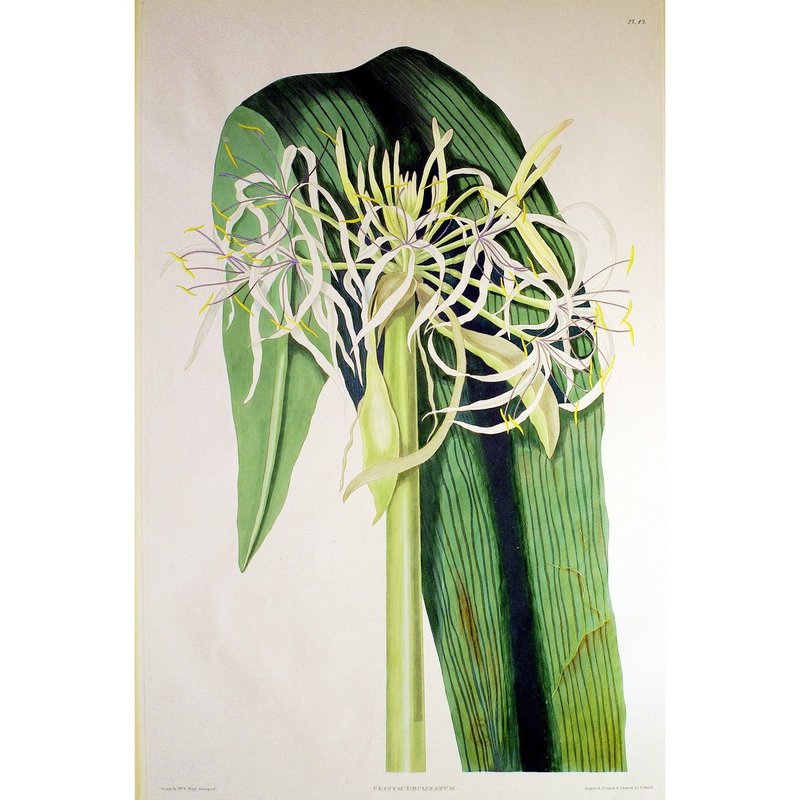 七星文殊兰 - 六蕊植物图鉴 - 版画挂画 - 海报/装饰画/版画 - 纸 