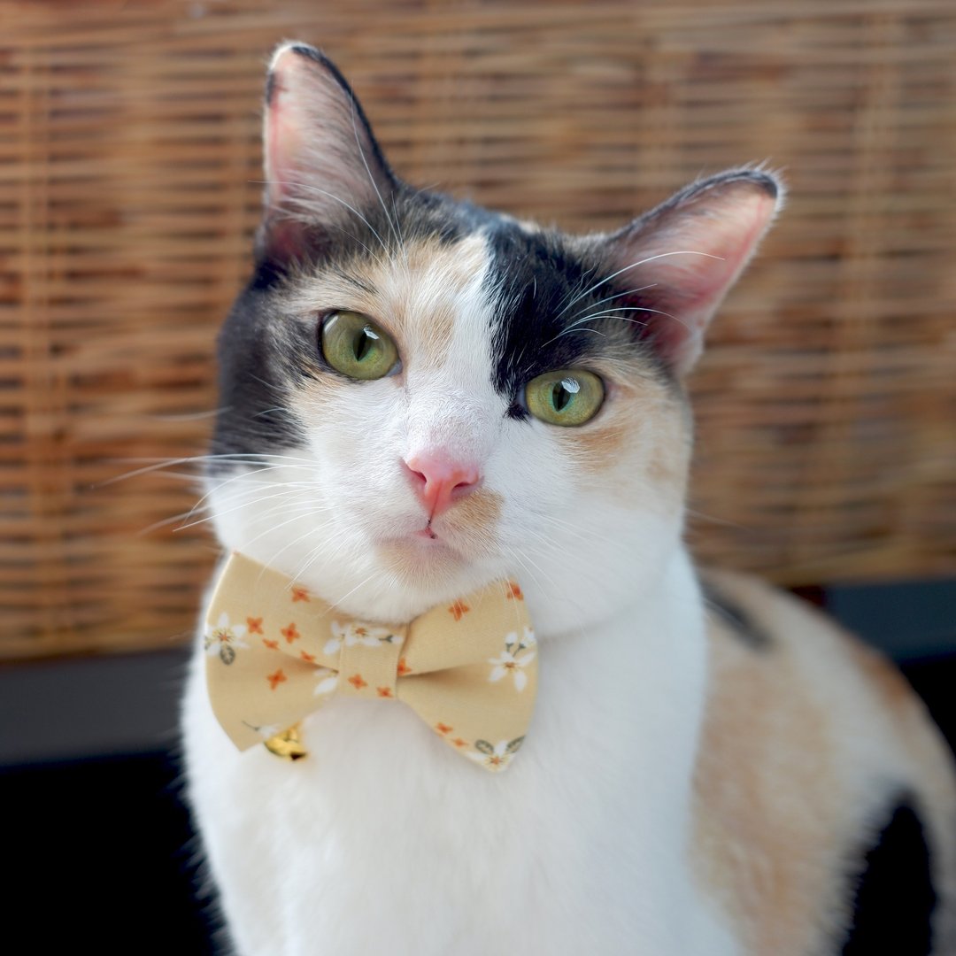 Cat Collar Orange Blossom Set - 项圈/牵绳 - 棉 橘色