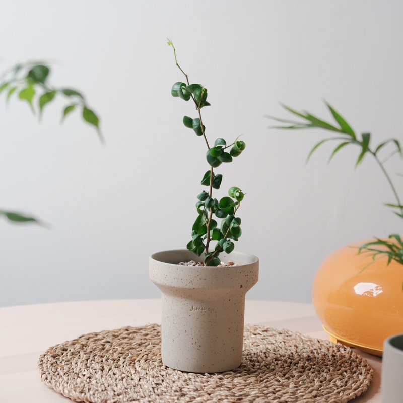 卷叶榕/卷心榕 - 植栽/盆栽 - 植物．花 