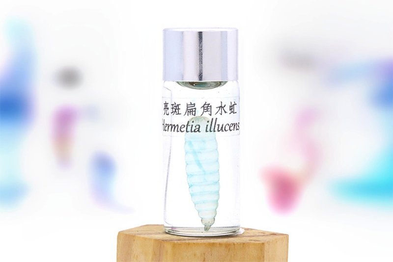 透明生物标本 - 亮斑扁角水虻 Hermetia illucens 【网络限定】 - 摆饰 - 玻璃 