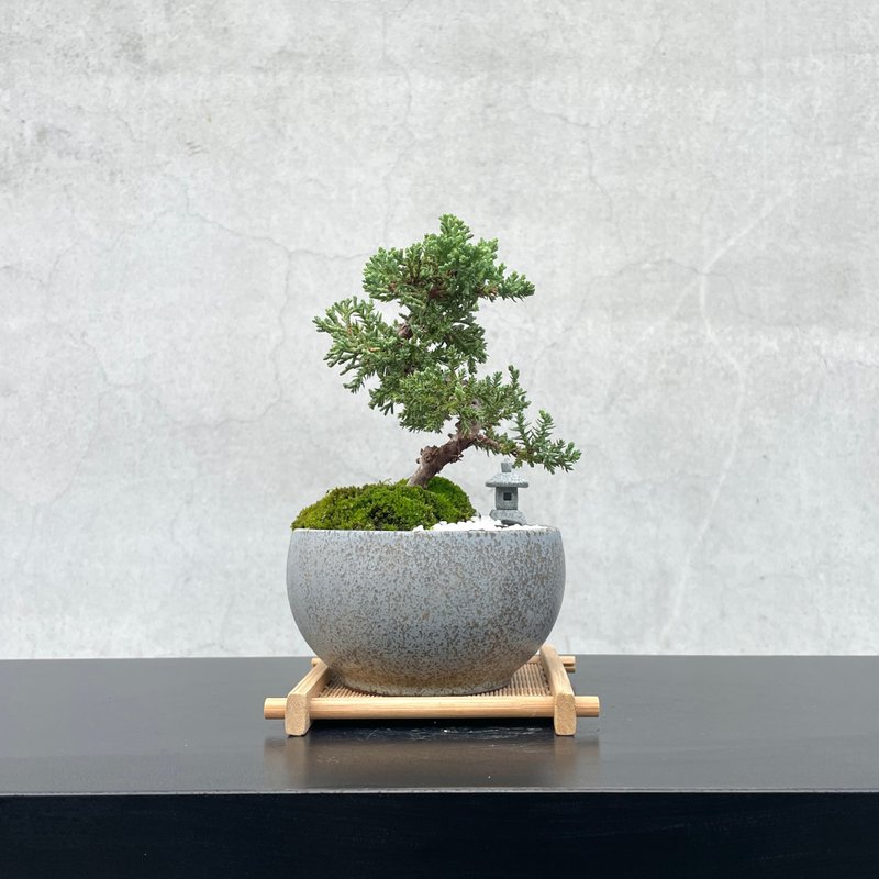 小品盆栽-组合珍珠柏 盆景 送礼 - 植栽/盆栽 - 植物．花 