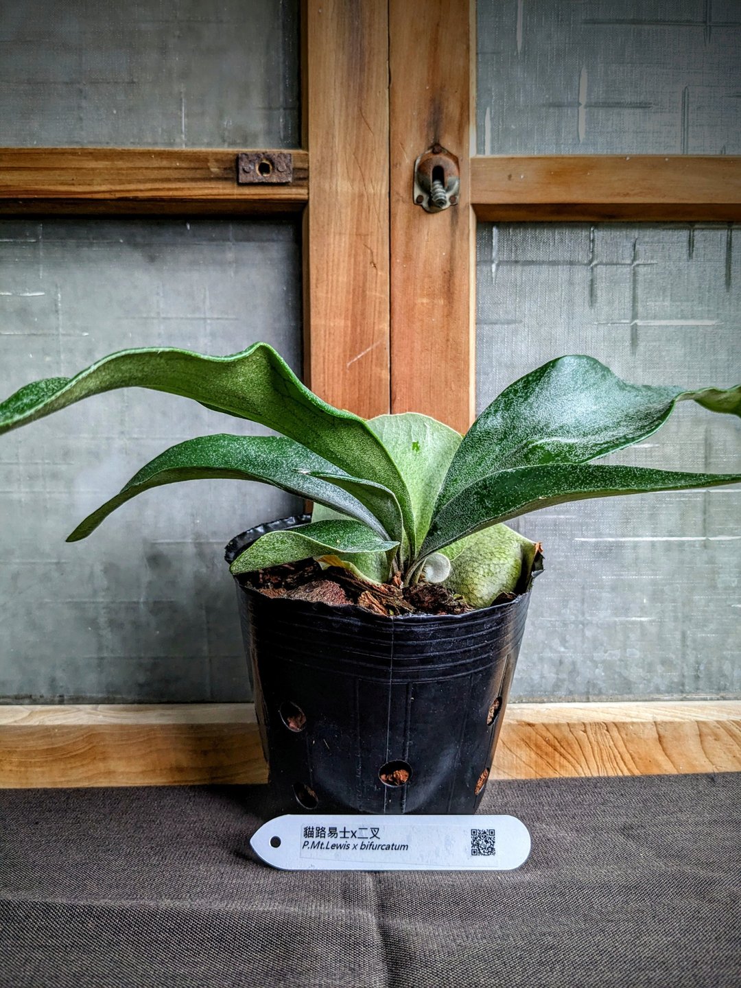 猫路易士 × 二叉鹿角蕨 Platycerium Mt.Lewis x Bifurcatum - 植栽/盆栽 - 植物．花 绿色