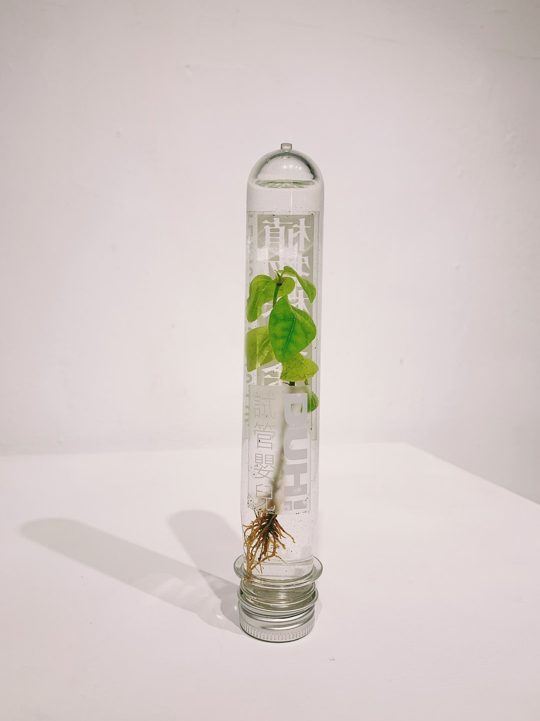 试管婴儿 植物株式会社 - 植栽 - 植物．花 绿色