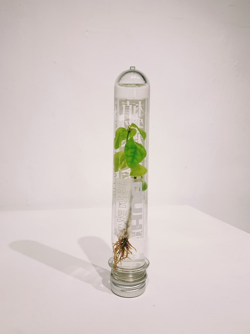 试管婴儿 植物株式会社 - 植栽 - 植物．花 绿色