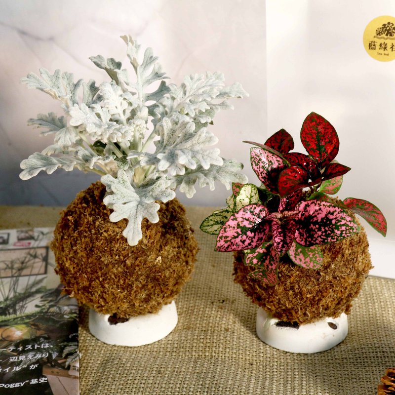 【银叶菊 嫣红蔓苔球】需自然光 - 植栽/盆栽 - 植物．花 红色