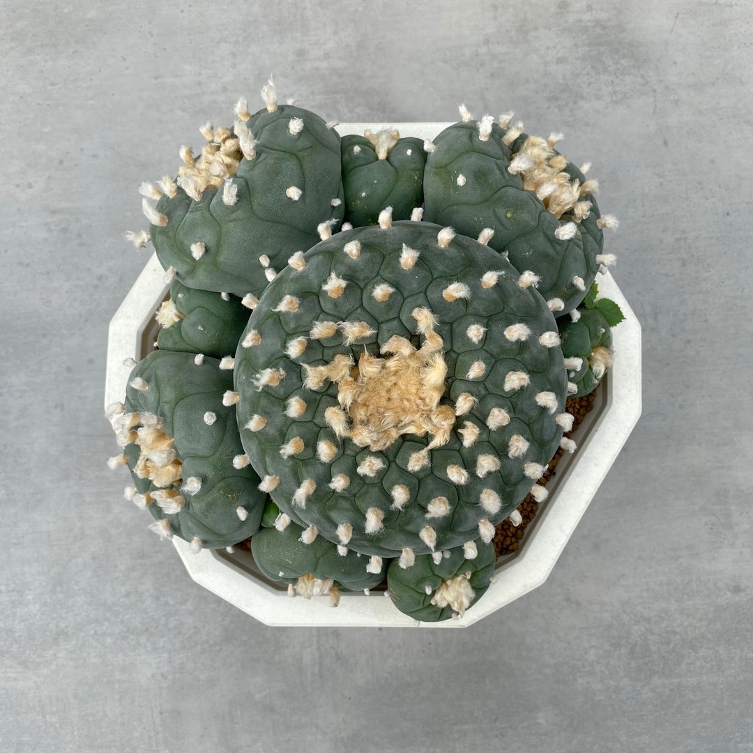 银冠玉(大) | 实生 | 多肉 仙人掌(一物一拍) | L.fricii - 植栽/盆栽 - 植物．花 