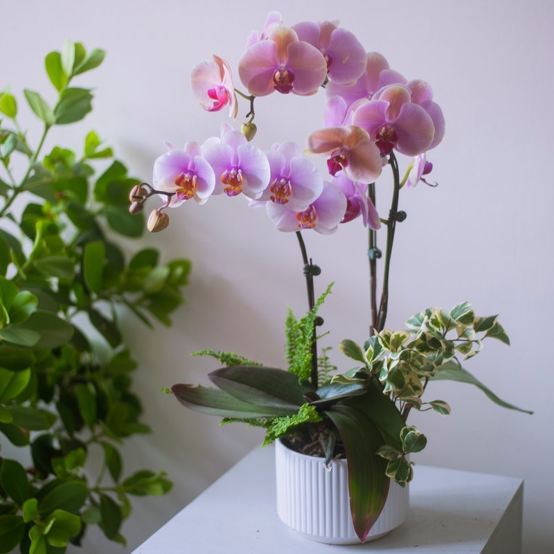 樱花粉兰花盆栽 | 荣升 | 开幕送礼 | 居家布置 - 植栽/盆栽 - 植物．花 粉红色