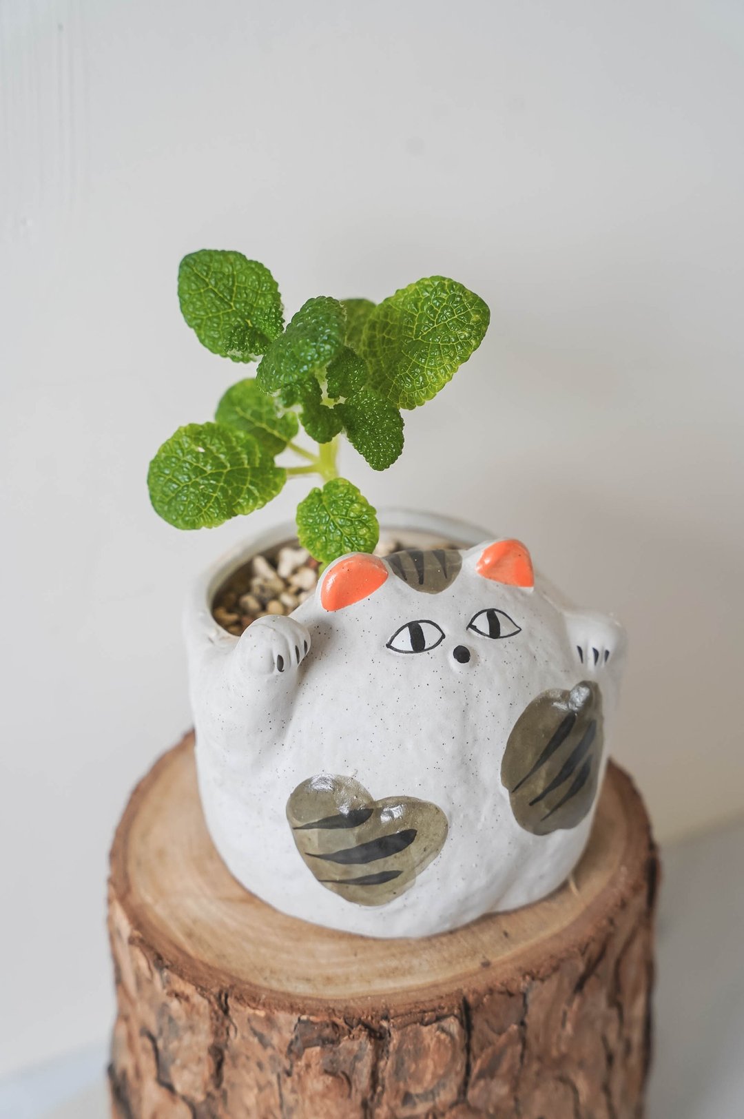 【竒花】泡叶岩榕招财猫咪盆栽 陶瓷盆栽 室内观赏植物 - 植栽/盆栽 - 植物．花 