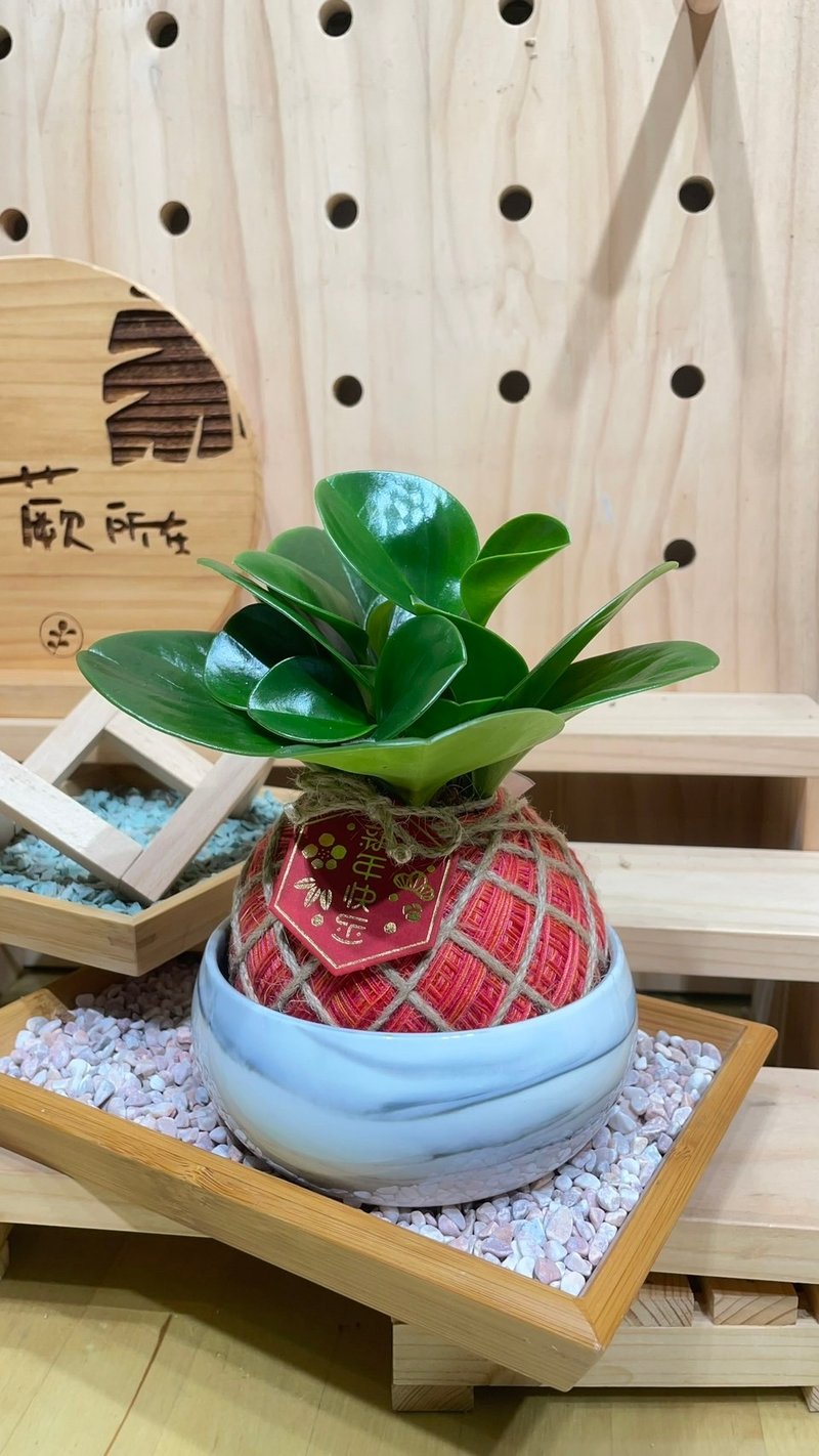 植蕨所在 圆叶椒草 水苔球 手工制作、开运植物、观叶植物、 - 植栽/盆栽 - 植物．花 