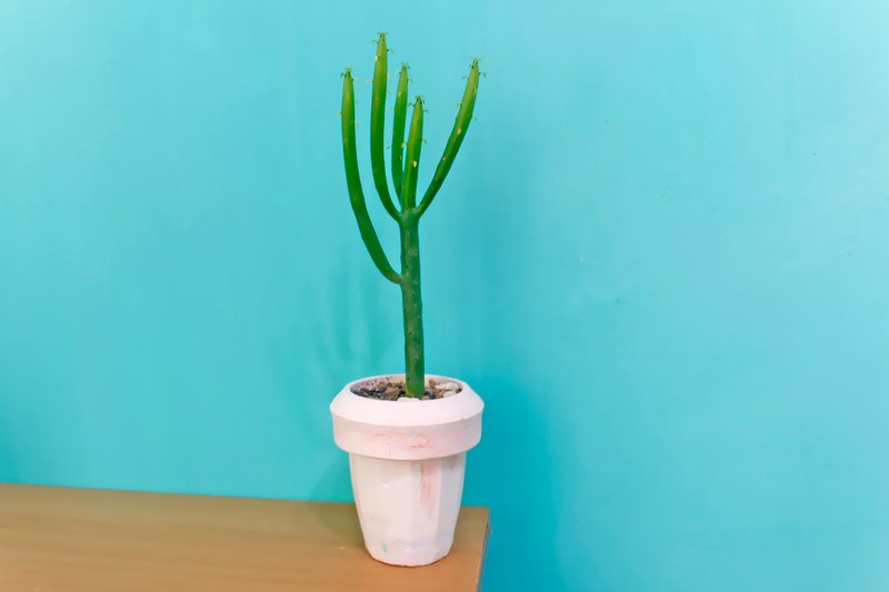 水泥盆器 多肉植物 -T盆 - 植栽/盆栽 - 水泥 粉红色