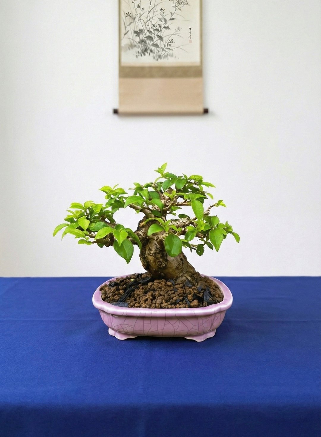 泡茶桌小摆件首选・小品盆栽 九重葛 - 植栽/盆栽 - 植物．花 
