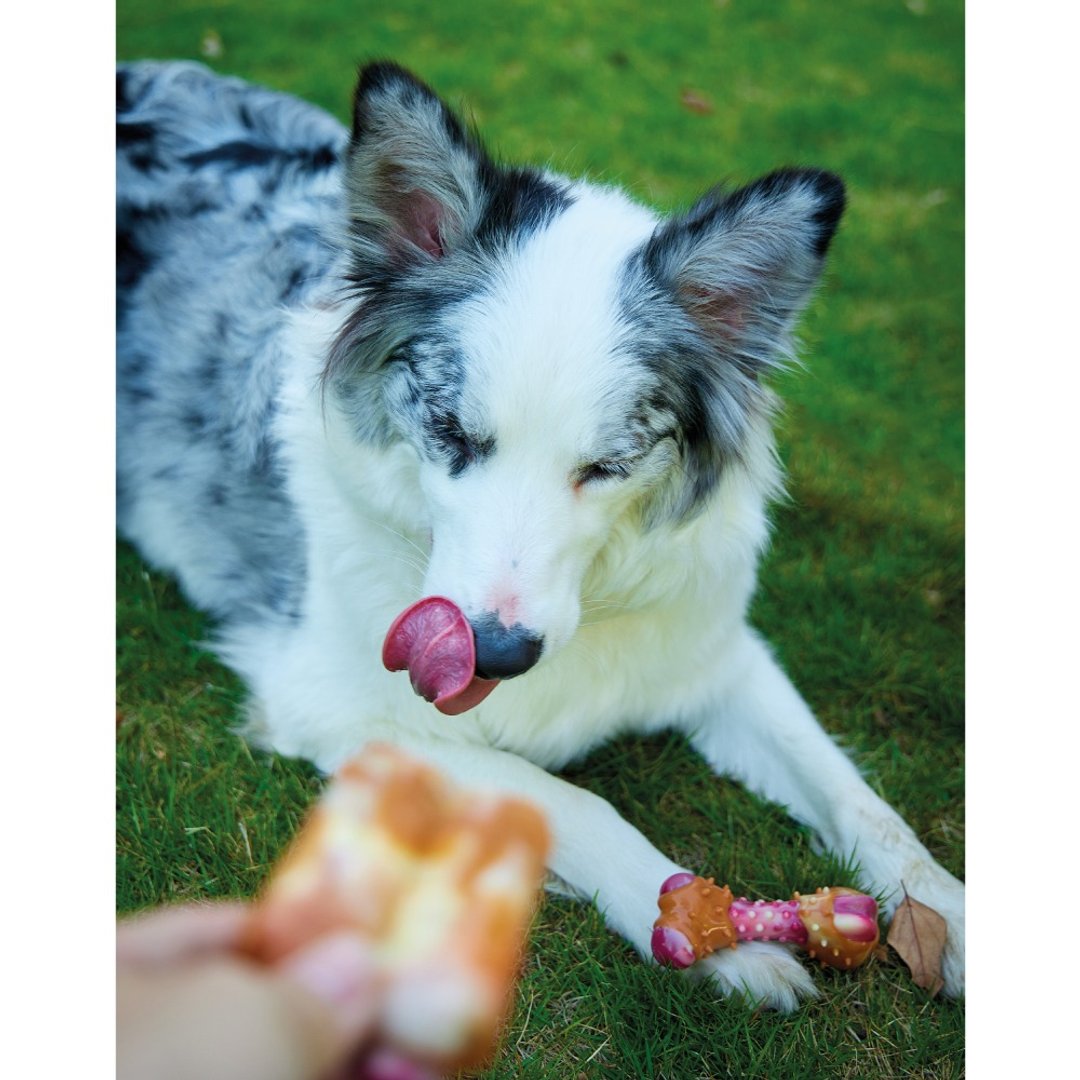 【MPETS】好好玩 ! CARNIVORE犬用培根风味玩具 - 玩具 - 塑料 多色