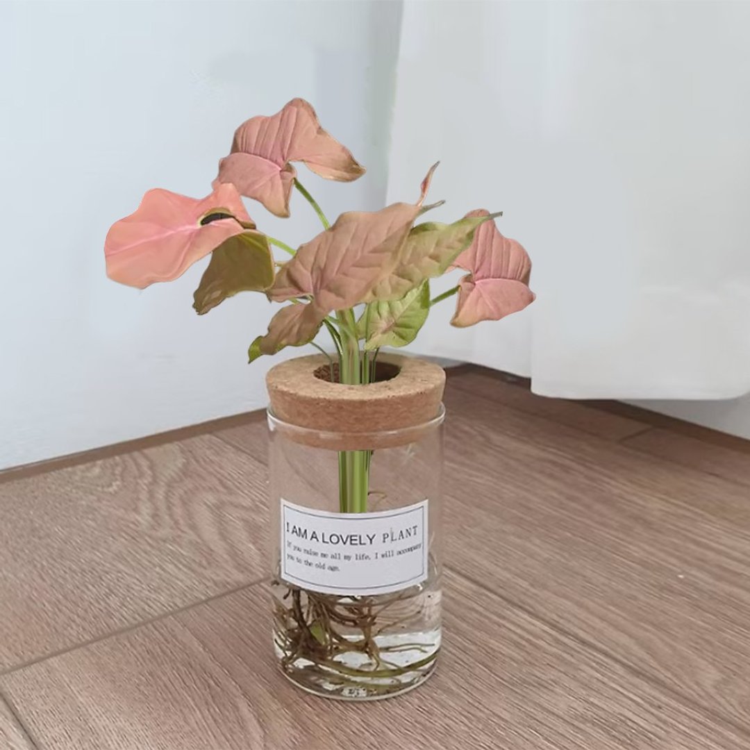 植栽 室内盆栽 粉红佳人合果芋 水耕植物 - 植栽/盆栽 - 玻璃 粉红色