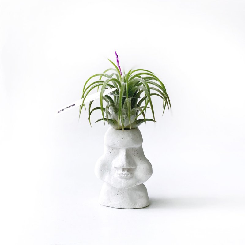 (现货) 卷叶小精灵 空气凤梨 可搭配摩艾水泥盆器 - 植栽/盆栽 - 植物．花 灰色