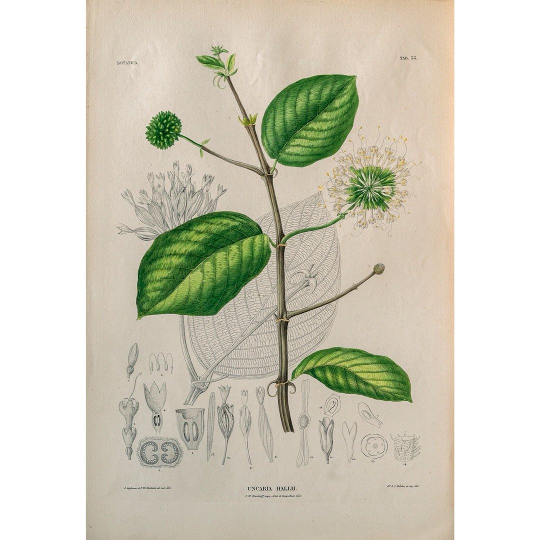 心形钩藤 Uncaria Hallii - 植物图鉴-版画 - 海报/装饰画/版画 - 纸 