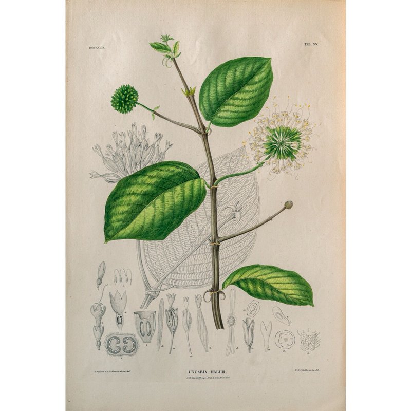 心形钩藤 Uncaria Hallii - 植物图鉴-版画 - 海报/装饰画/版画 - 纸 