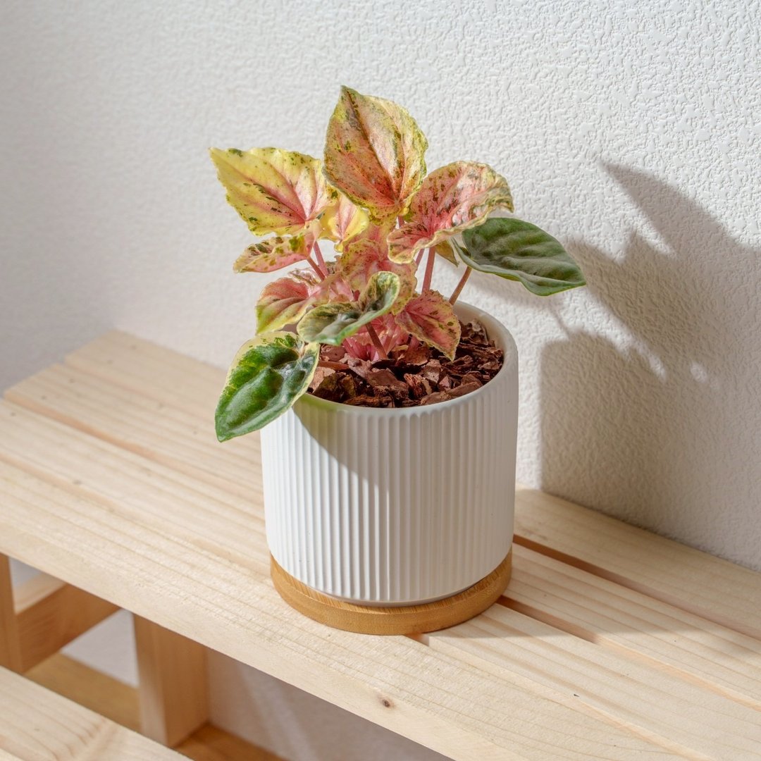 彩虹皱叶椒草 莫兰迪色系直纹陶盆 室内植物 观叶植物 礼物 盆栽 - 植栽/盆栽 - 植物．花 白色