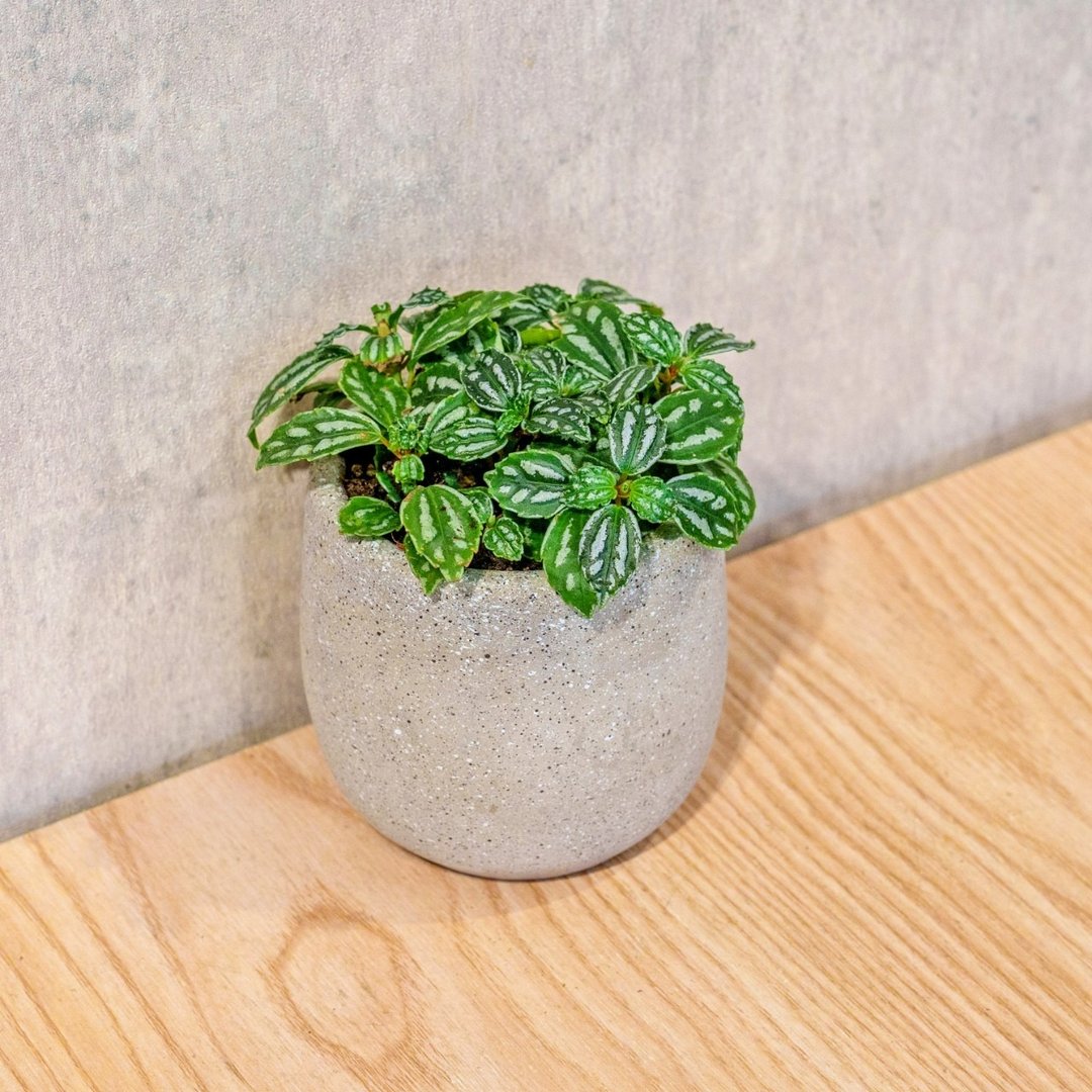 冷水花 桌上型水泥盆栽 观叶植物 礼物 盆栽 交换礼物 办公室小物 - 植栽/盆栽 - 植物．花 灰色