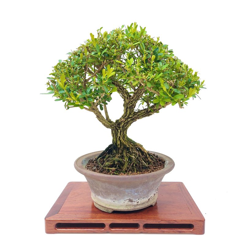 小品盆栽・雀舌黄杨・ヒメツゲ - 植栽/盆栽 - 植物．花 