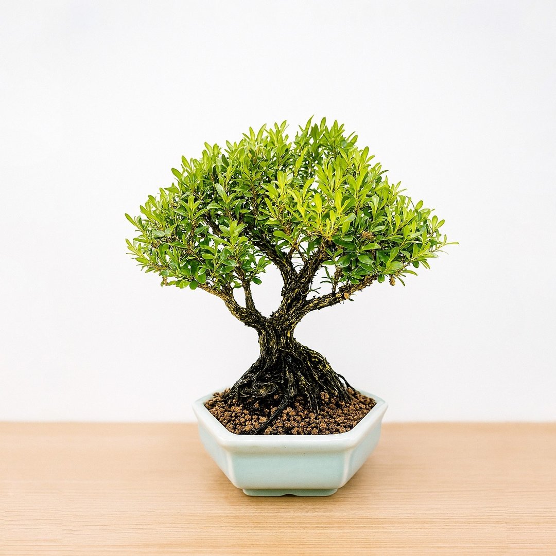 小品盆栽・雀舌黄杨・ヒメツゲ - 植栽/盆栽 - 植物．花 