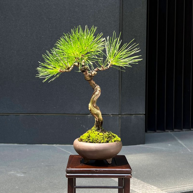 舍利盆景∣文人三河黑松 禅境盆栽 - 植栽/盆栽 - 陶 