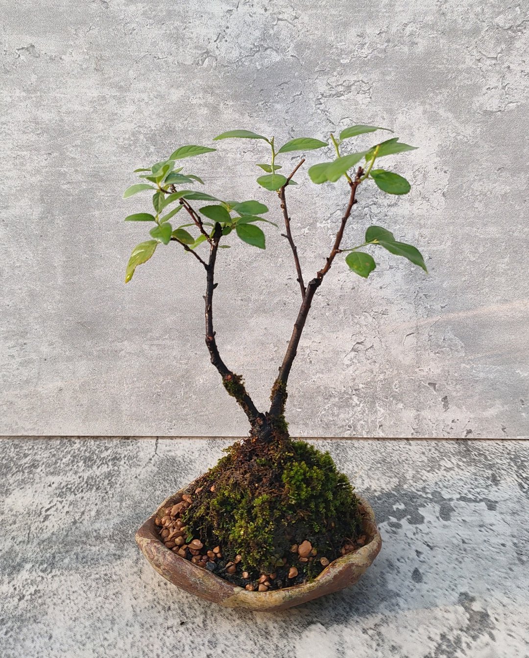 手捏陶盆郁李盆栽 - 植栽/盆栽 - 植物．花 