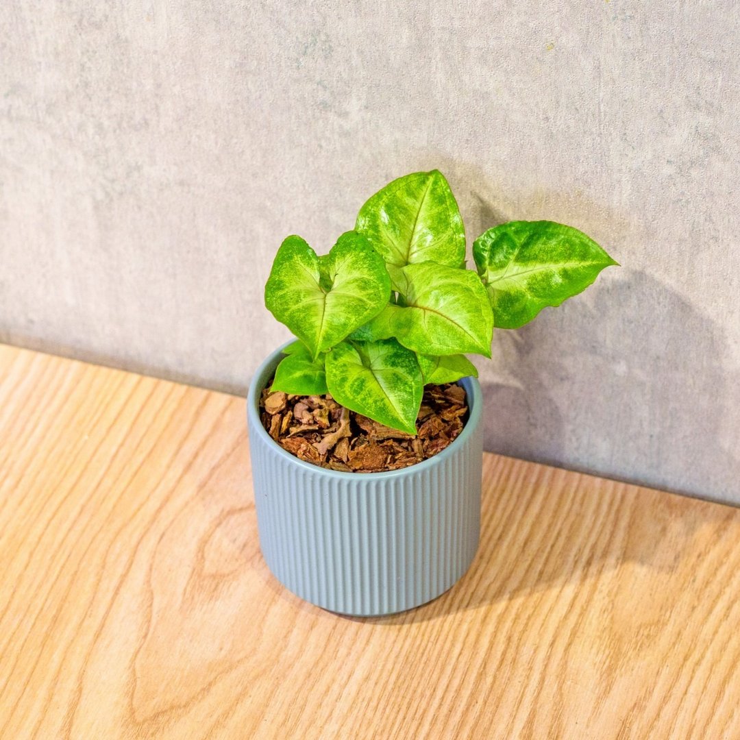 金玉合果芋 莫兰迪色系直纹陶盆 室内植物 观叶植物 礼物 盆栽 - 植栽/盆栽 - 植物．花 蓝色