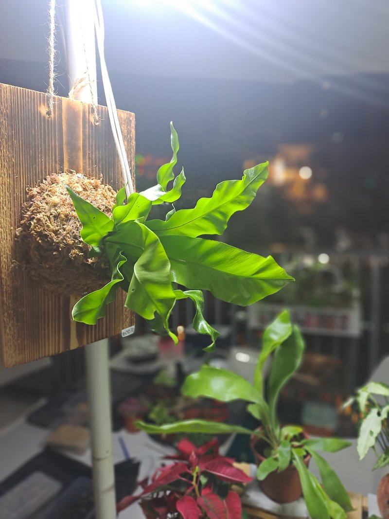 【苔疗愈】植物上板/板植/礼物/观叶植物/鹿角蕨 - 植栽/盆栽 - 植物．花 