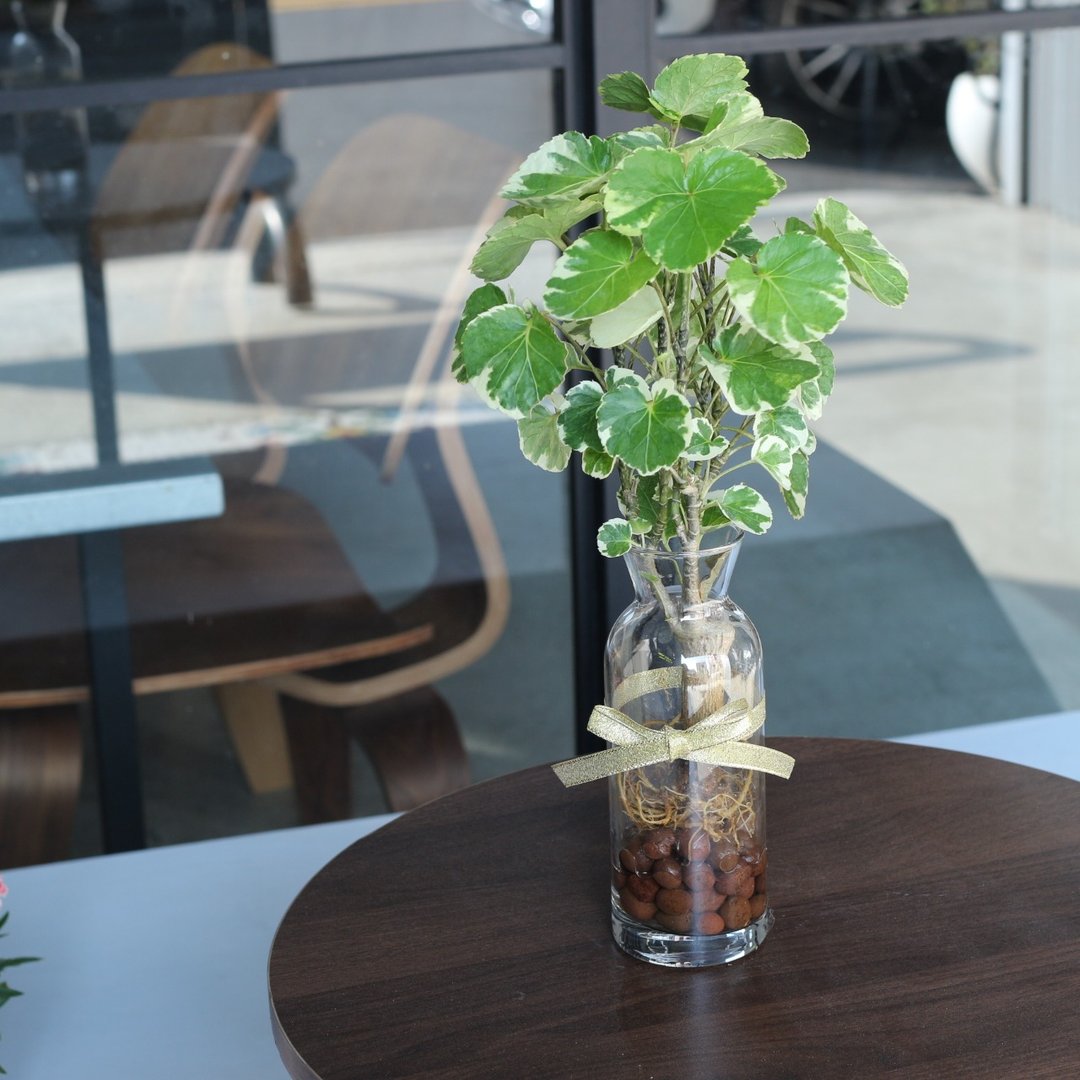 水培植栽│班叶圆叶福禄桐_室内植物 办公室盆栽 店内布置 - 植栽/盆栽 - 玻璃 