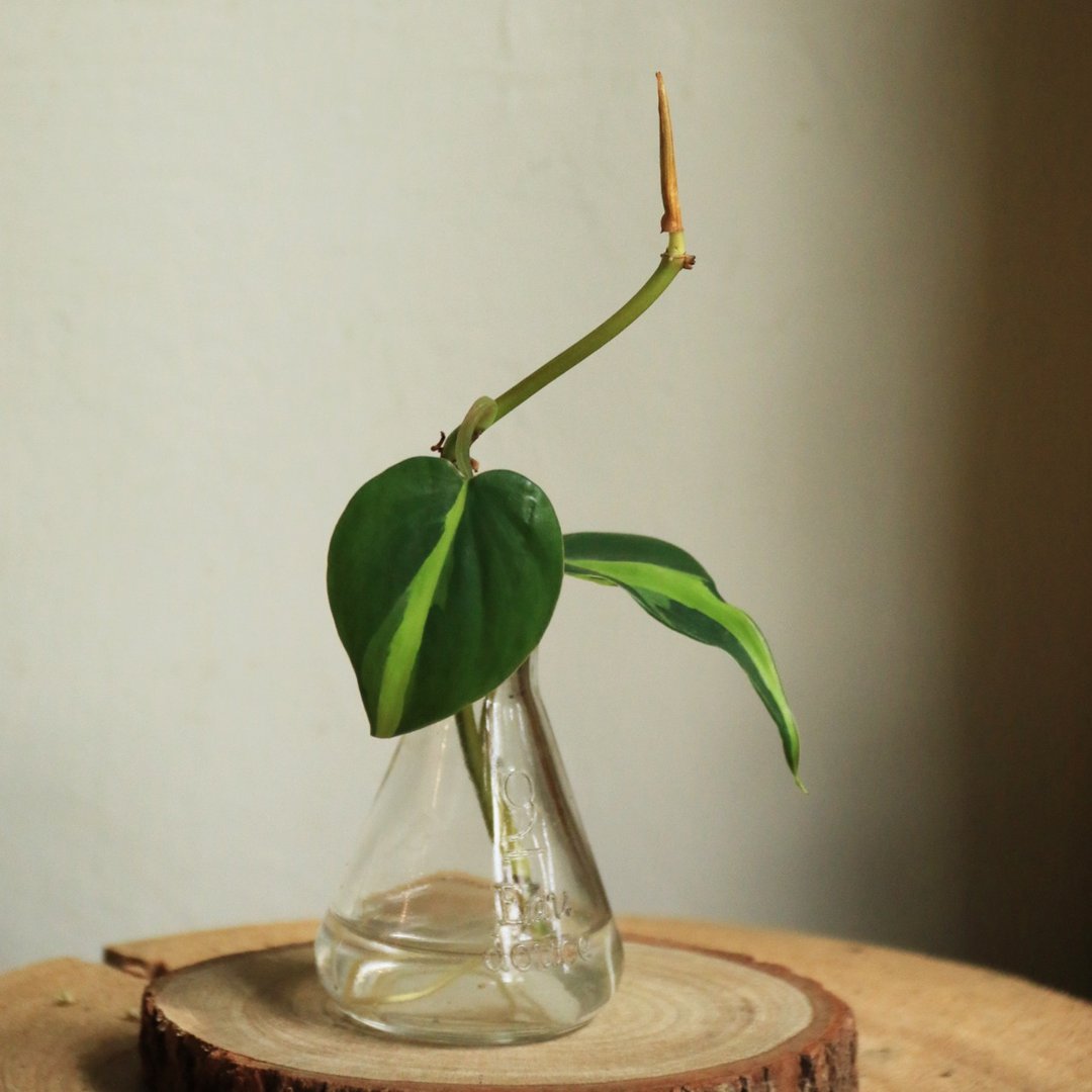 水耕植物——斑叶心叶蔓绿绒 烧杯玻璃器 室内观叶 水耕 植物 - 植栽/盆栽 - 植物．花 