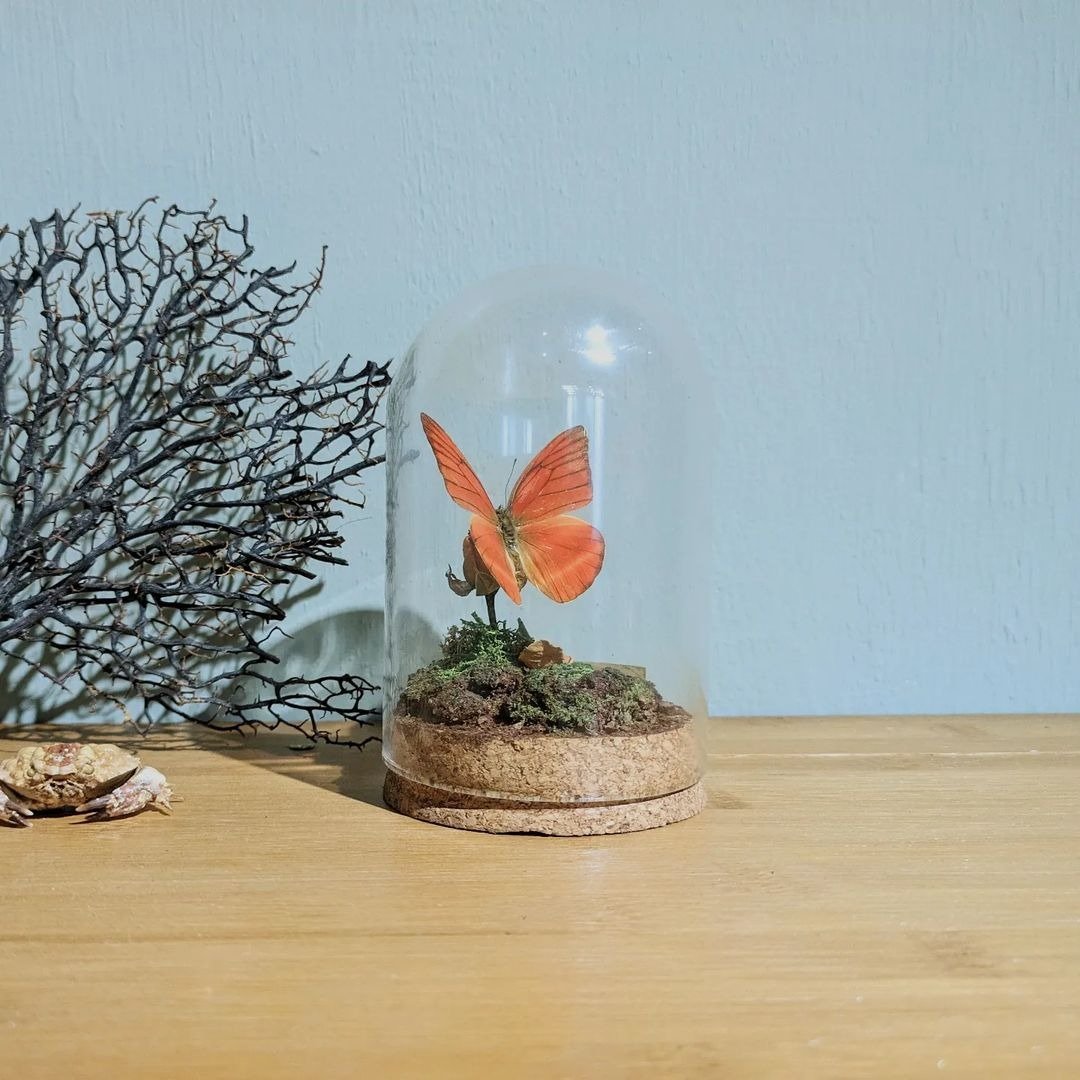 标本生态造景体验课 - 其他 - 植物．花 