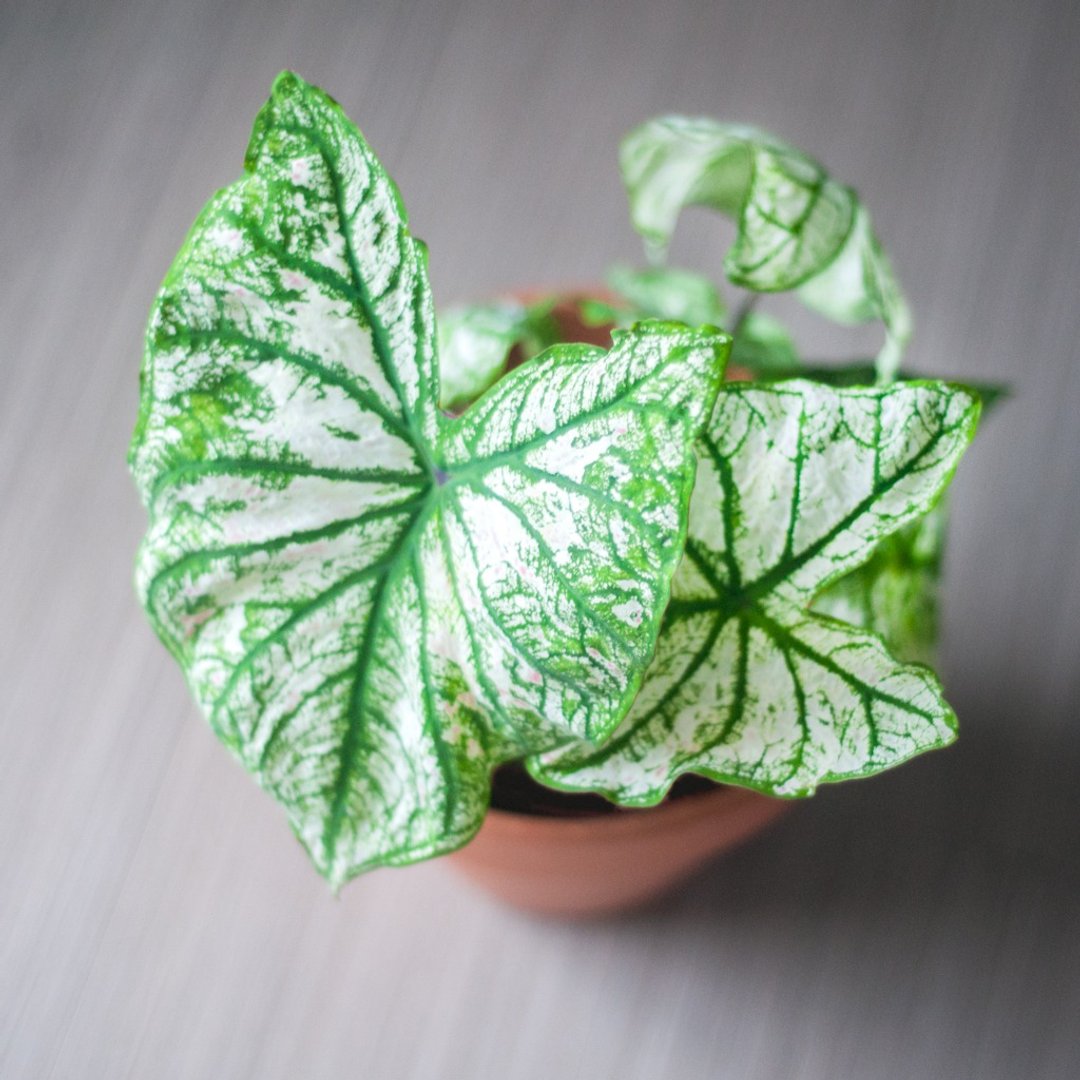 【当季推荐】白色圣诞 | 彩叶芋 | 中型盆栽 | 网美观叶 - 植栽/盆栽 - 植物．花 白色