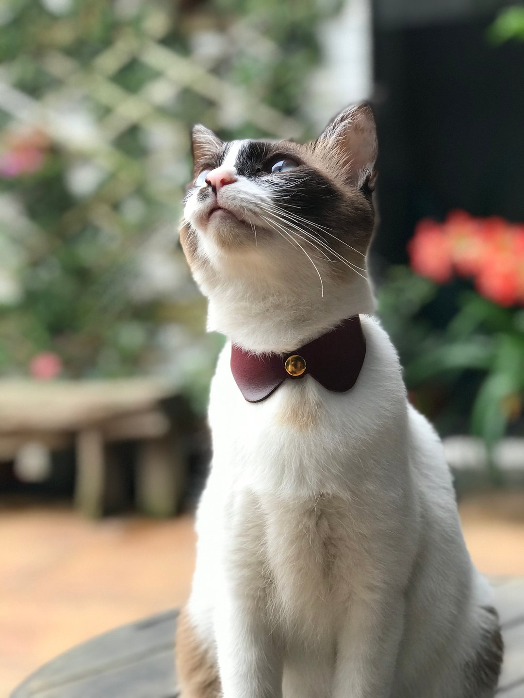 【小圆领颈圈】植鞣革/ 猫咪项圈/ 定制化烫印名字 - 项圈/牵绳 - 真皮 红色