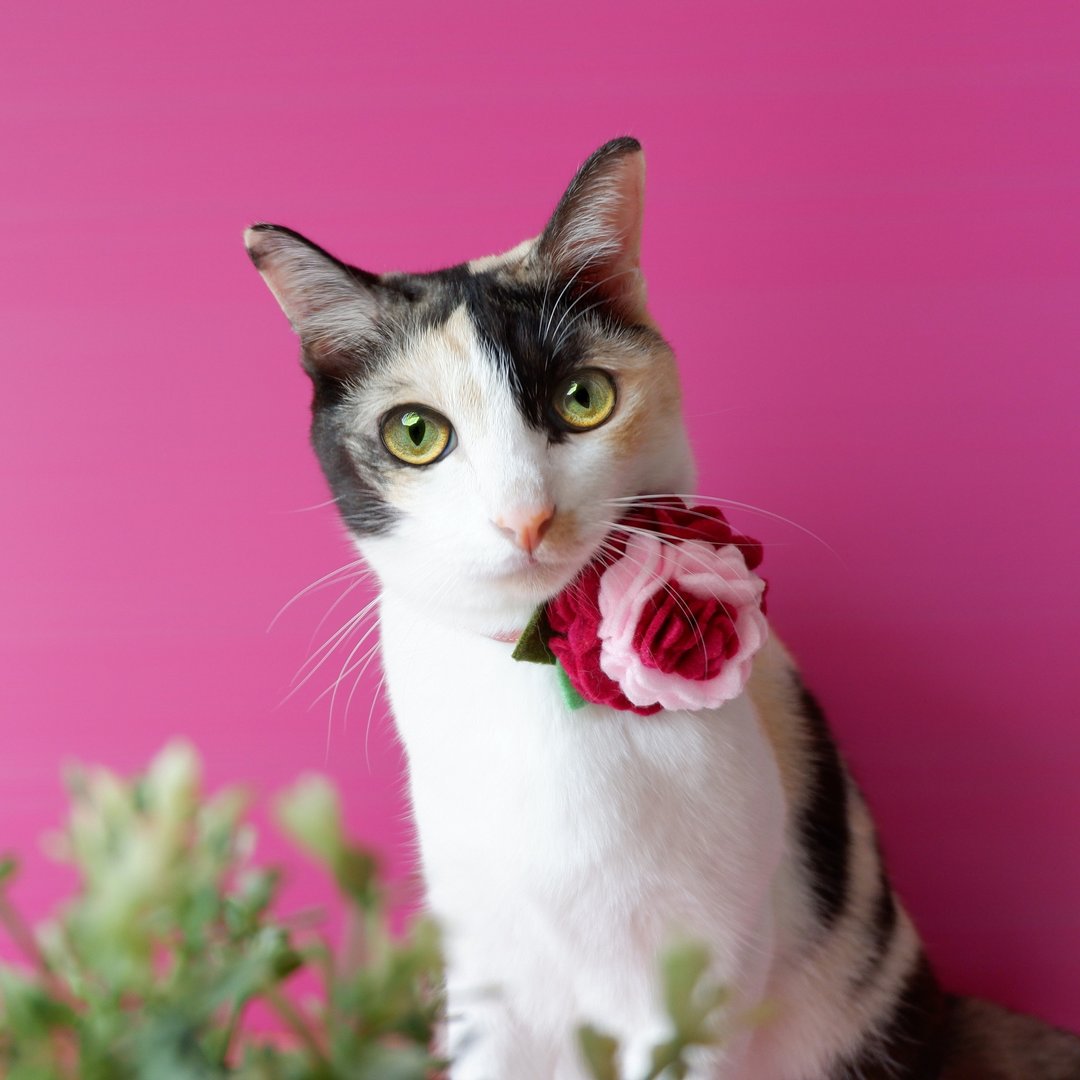 : BELLA MALA : Ruby rose breakaway cat collar - 项圈/牵绳 - 棉 粉红色