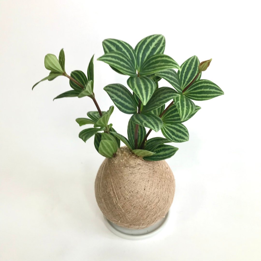 白脉椒草 手作植栽苔球 - 植栽/盆栽 - 植物．花 