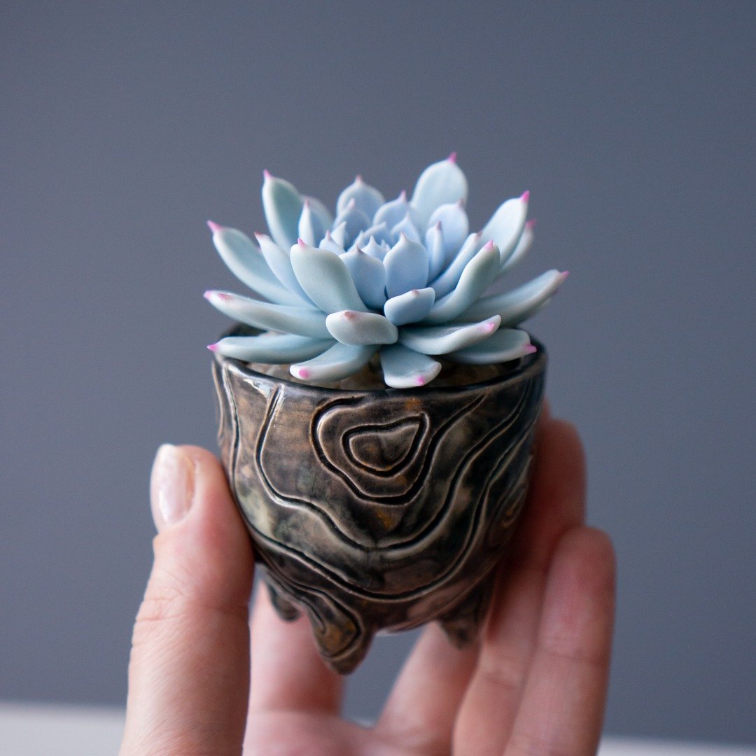 带有 Echeveria Cuspidata Gemulla 的微型珠宝盒 - 收纳用品 - 其他材质 