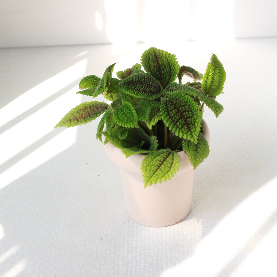 植栽 盆栽l 虾蟆冷水花 冰淇淋杯陶盆 水晶透亮叶片  室内植物 - 植栽/盆栽 - 陶 