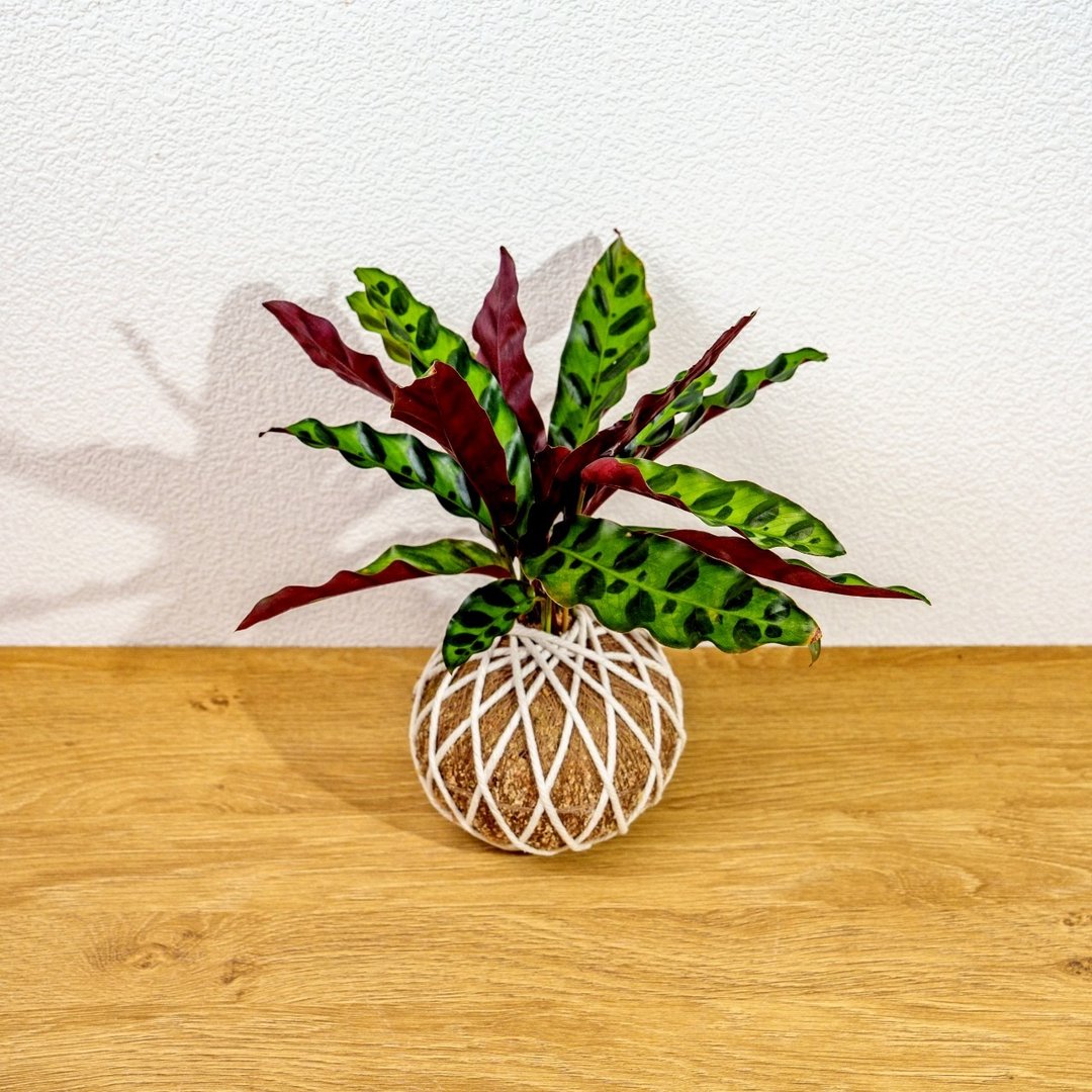 苔球植物 箭羽竹芋苔球 苔玉 礼物 送礼 桌上盆栽 - 植栽/盆栽 - 植物．花 绿色