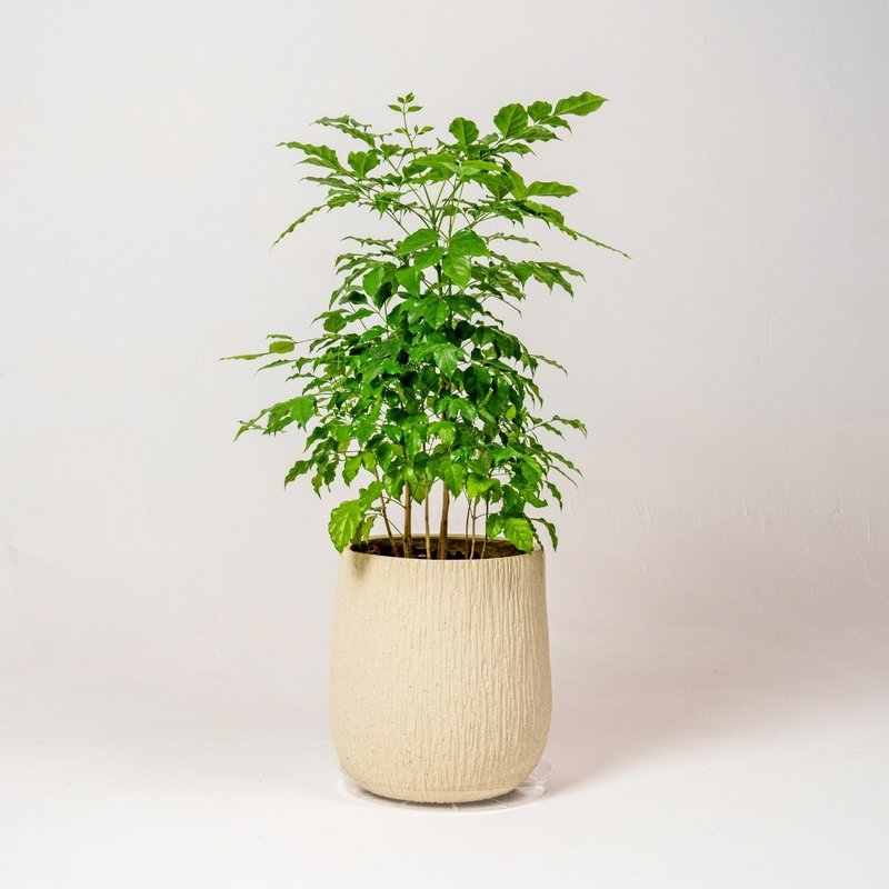 幸福树 旺旺树 发财树 奶白色树纹落地大盆栽 开幕花盆 观叶植物 - 植栽/盆栽 - 植物．花 