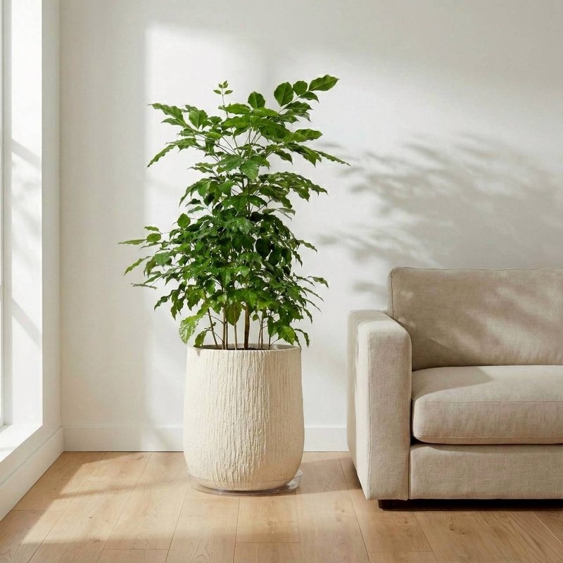 幸福树 旺旺树 发财树 奶白色树纹落地大盆栽 开幕花盆 观叶植物 - 植栽/盆栽 - 植物．花 