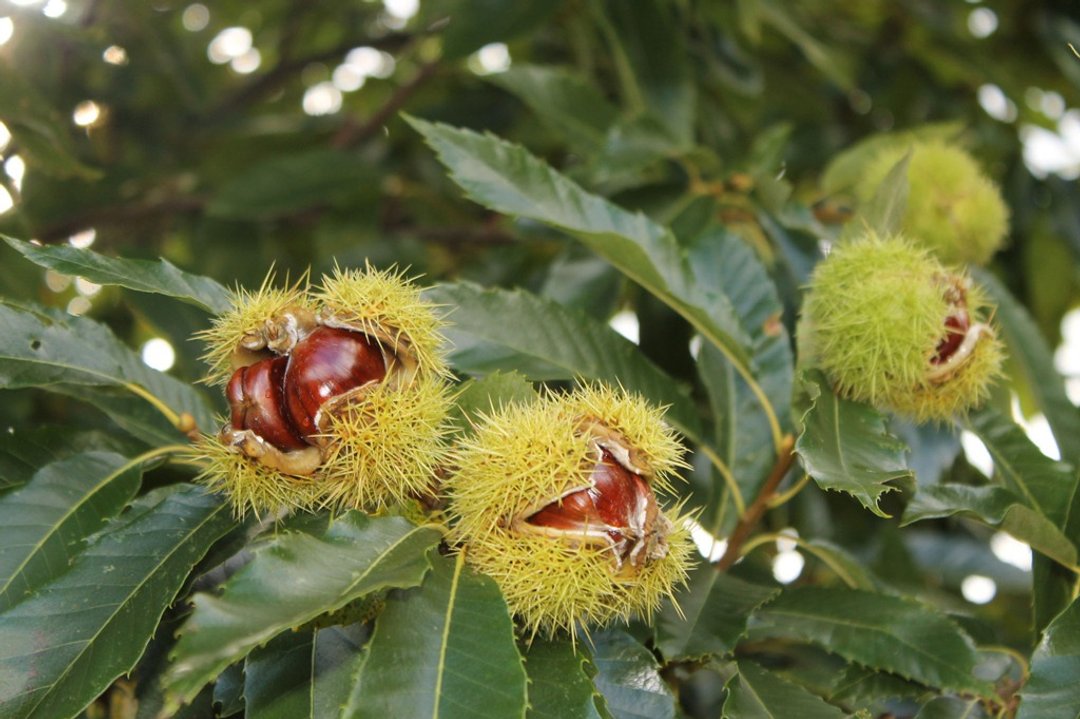马栗果纯露 Horse Chestnuts Hydrosol - 其他 - 浓缩/萃取物 