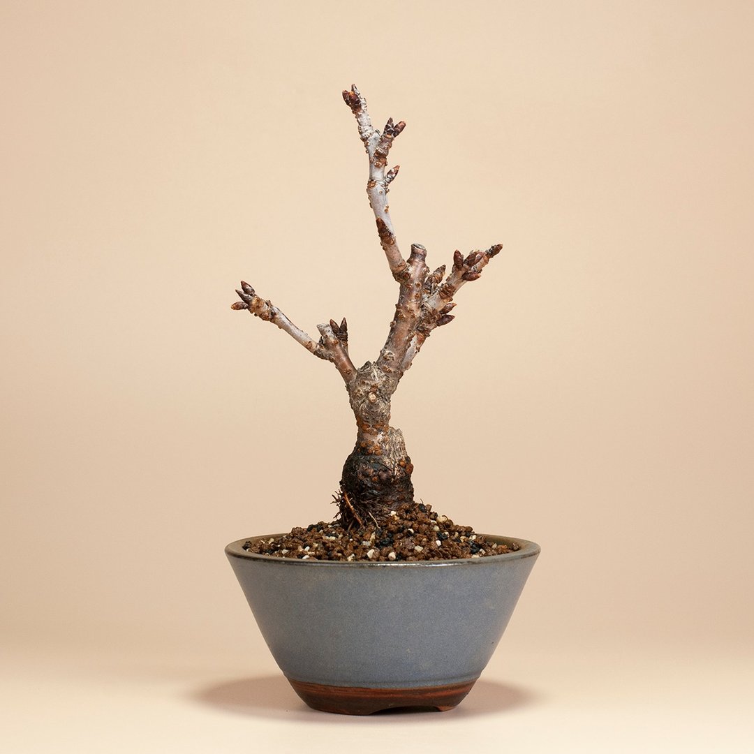 【日本植物】旭山樱 观花植物 小品盆栽 - 植栽/盆栽 - 植物．花 