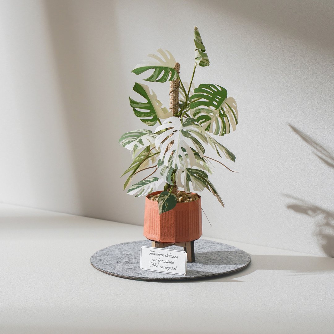 【白斑龟背芋】纸模型 纸植栽 雷射材料包 | 9028415 纸风景 - 木工/竹艺/纸艺 - 纸 绿色