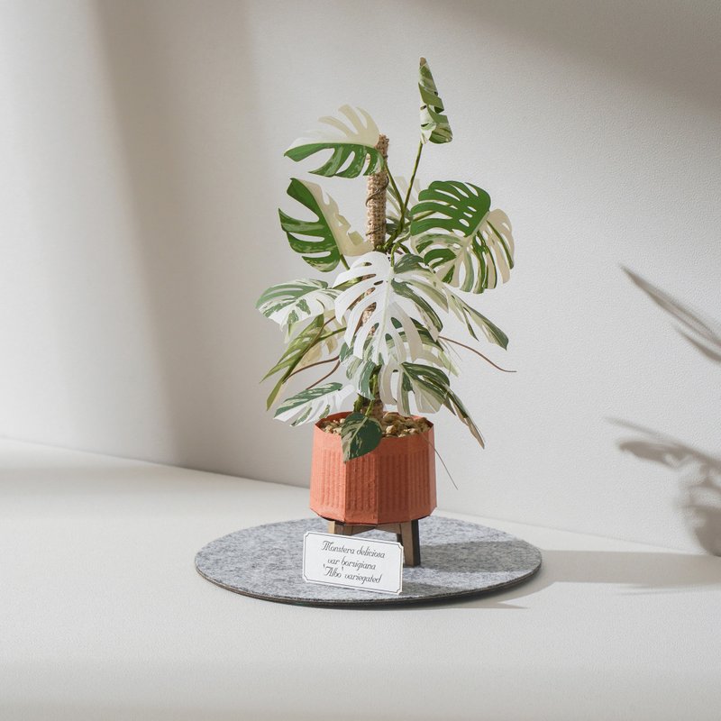 【白斑龟背芋】纸模型 纸植栽 雷射材料包 | 9028415 纸风景 - 木工/竹艺/纸艺 - 纸 绿色