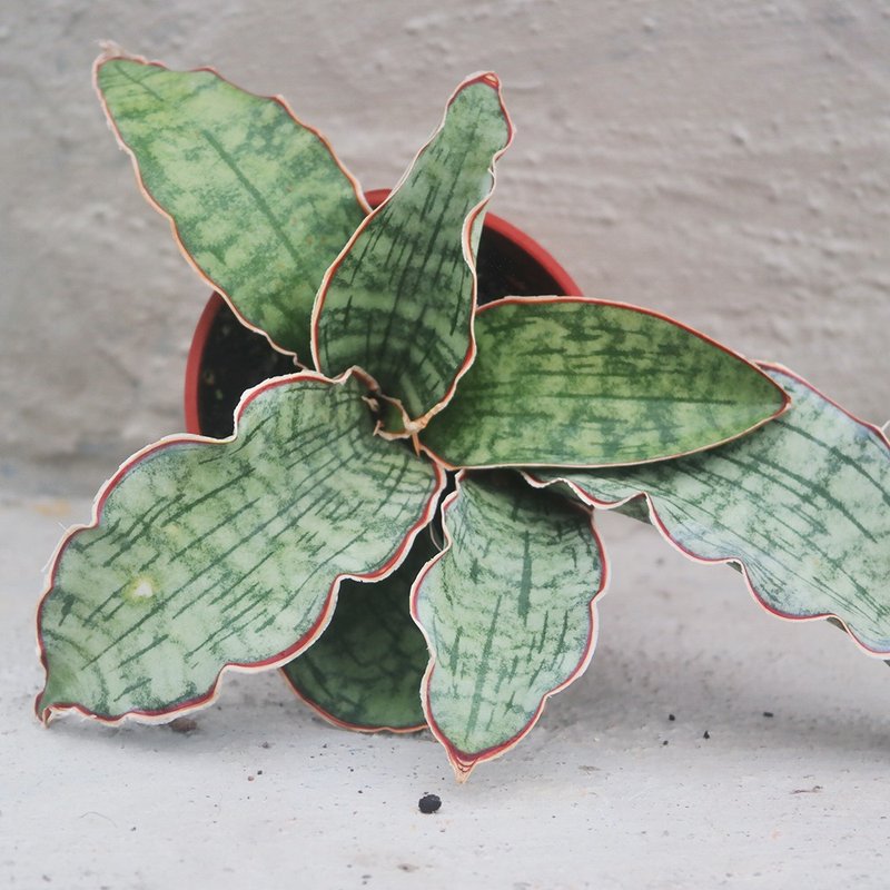 【豆豆多肉】【银虎】乔迁│送礼│升迁│多肉植物 - 植栽/盆栽 - 植物．花 多色