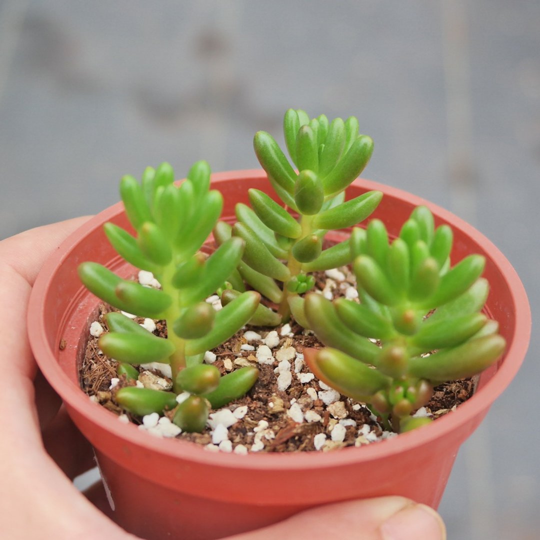 【豆豆多肉】【虹之玉】乔迁│送礼│升迁│多肉植物 - 植栽/盆栽 - 植物．花 多色