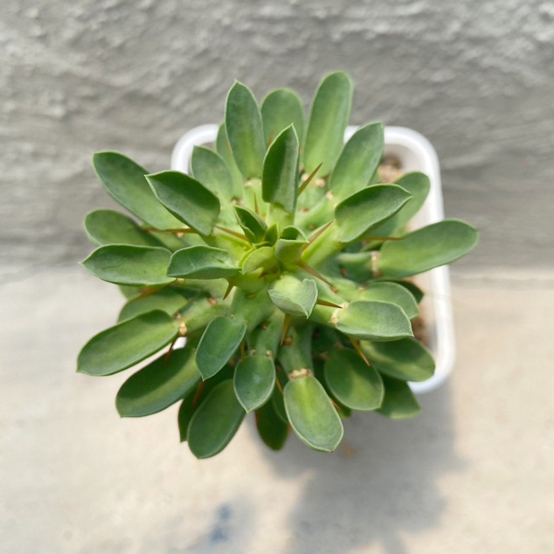 【豆豆多肉】【旋转麒麟交种】乔迁│送礼│升迁│多肉植物 - 植栽/盆栽 - 植物．花 