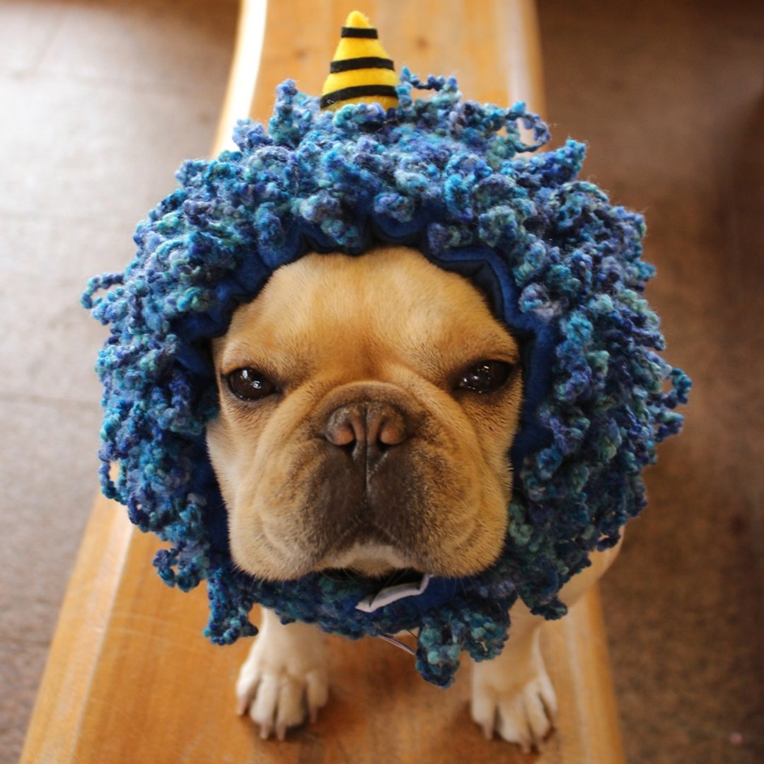 Dog headgear ☆ Blue demon dog Zura ☆ Dog wig [Blue ogre] - 衣/帽 - 棉 蓝色