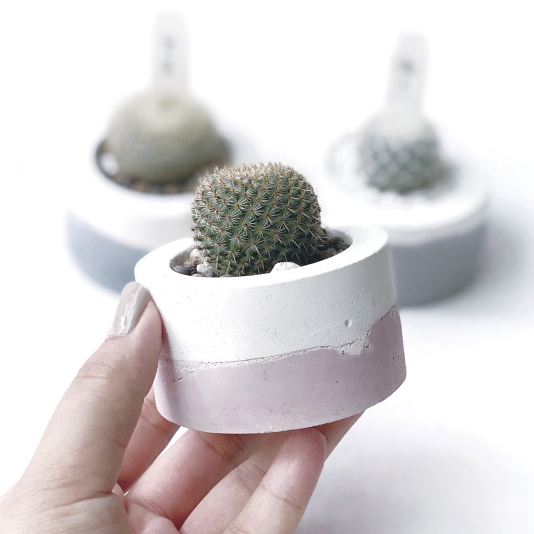 (预购) 莫兰迪粉系列 | 月笛丸-小圆形渐层水泥仙人掌植栽 - 植栽/盆栽 - 植物．花 粉红色
