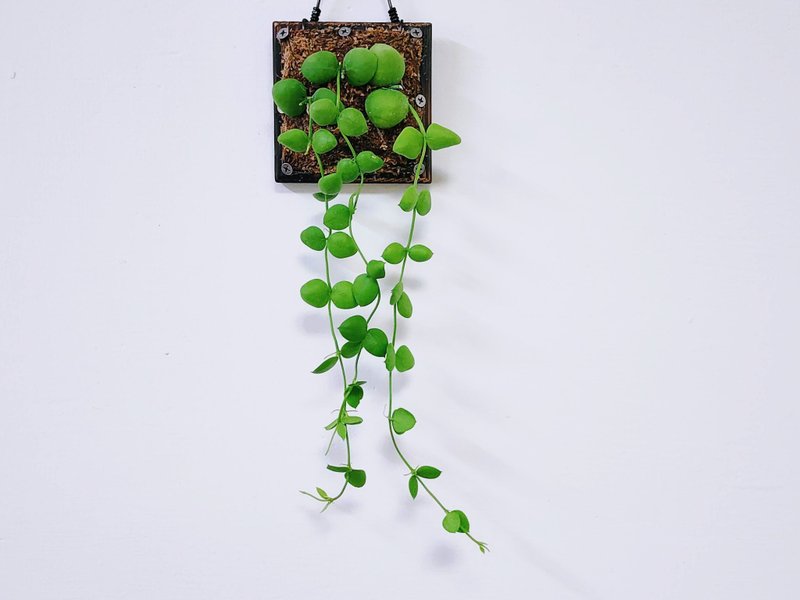 骚包球兰│小品植栽│室内植物│窗边植物│观叶植物 - 植栽/盆栽 - 植物．花 绿色
